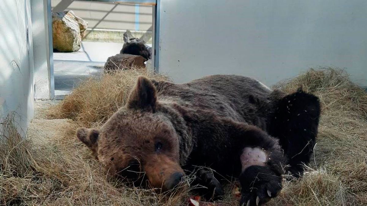 El oso tiene heridas profundas y de gravedad. | JUNTA