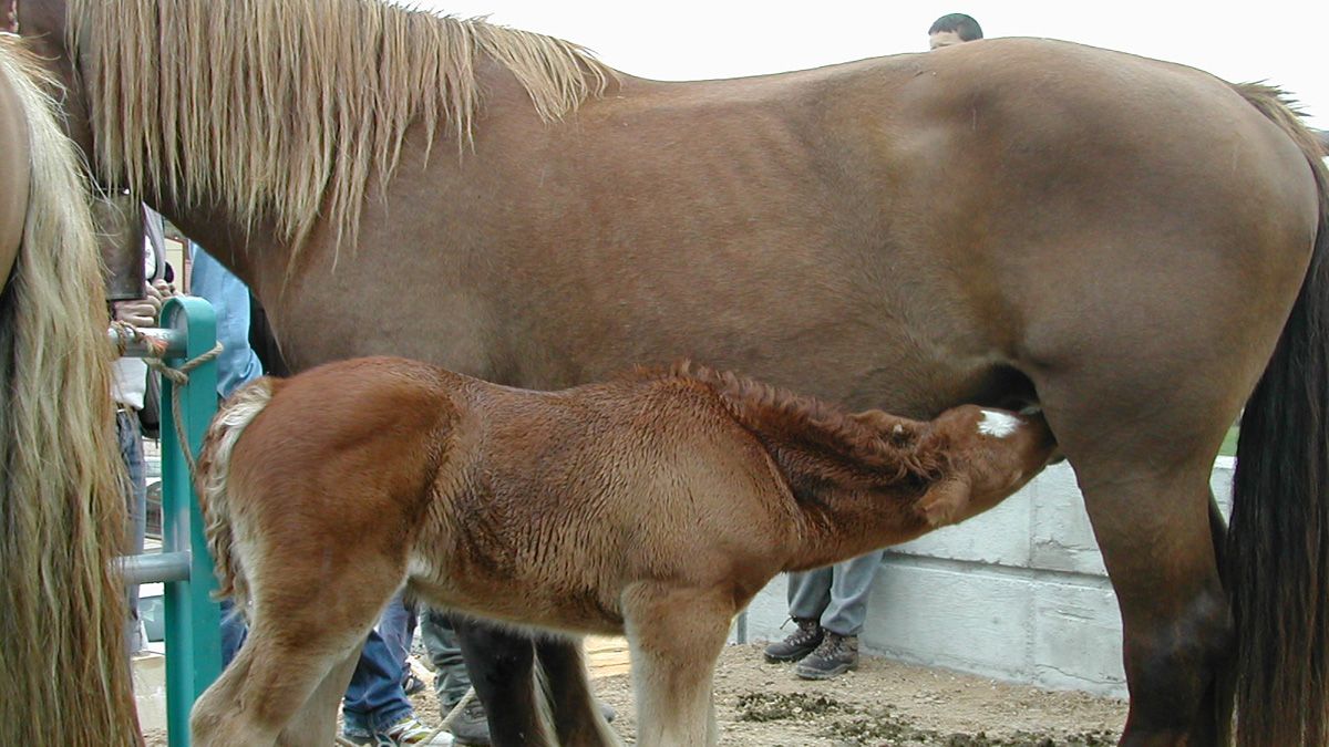 El ganado equino comparte protagonismo con el vacuno y los mastines. | A. H.