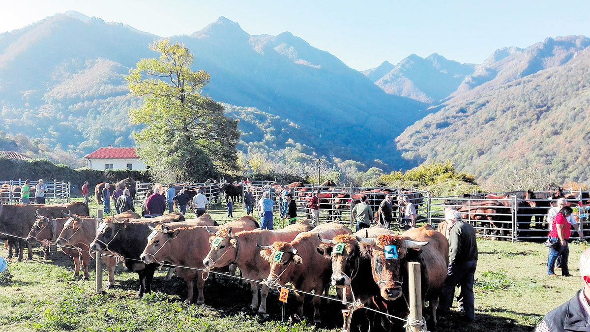 En la fotografía, detalle de la feria y exposición de ganado que se celebra cada año en Sajambre. | L.N.C.