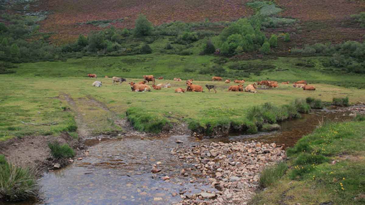 El ganado que ha subido a la Veiga el Palo tumbado sobre los pastos de este paraje, otros eligieron la sombra de una mina. | JULIO A. RUBIO