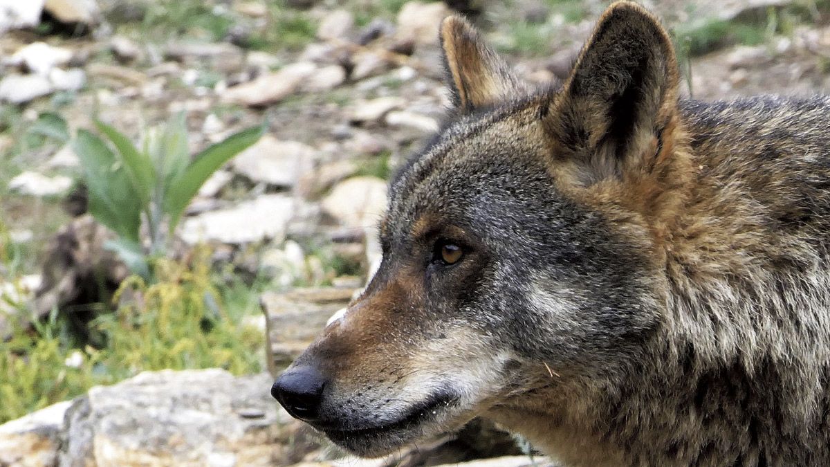 Primer plano de un ejemplar de lobo ibérico. | ICAL