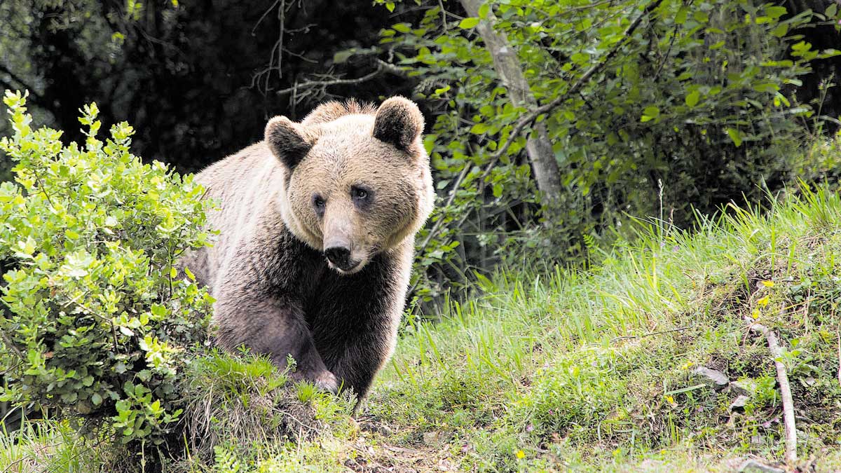 En la imagen, fotografía de archivo de un oso pardo cantábrico. | ICAL