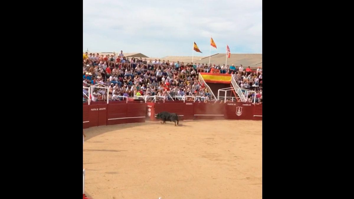 toro-benavente-16619.jpg toro-benavente-16619.jpg