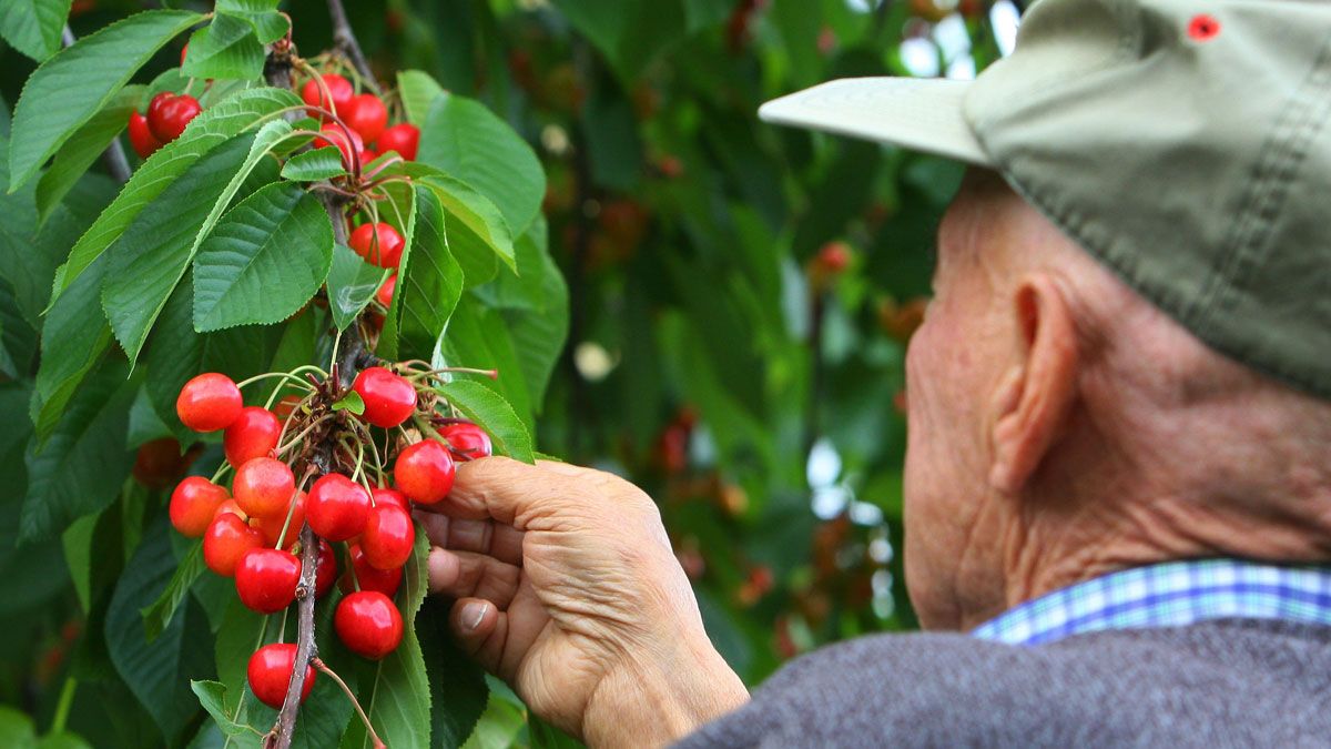 Imagen de producción de cerezas del Bierzo, que contará con mucha menos cantidad de los esperado. | Ical