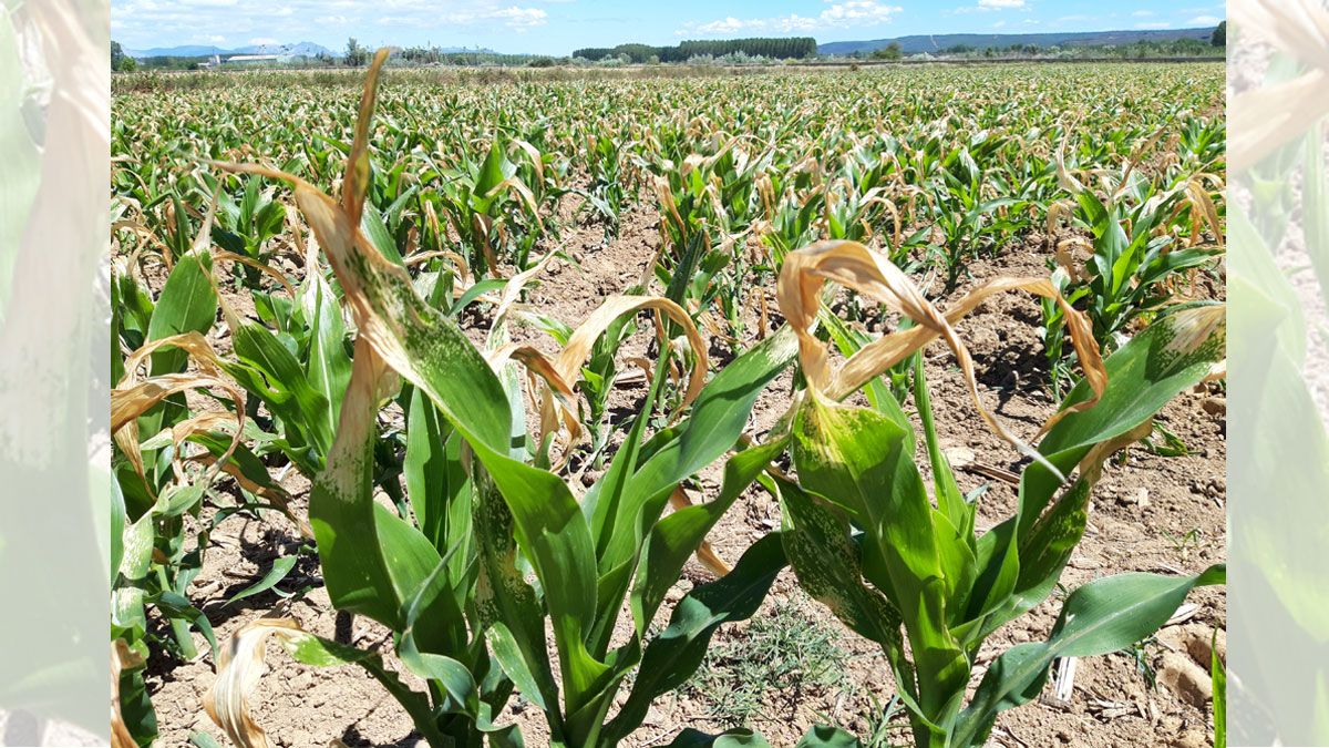 Estado que presenta el maíz en la zona regable del Condado. L.N.C.
