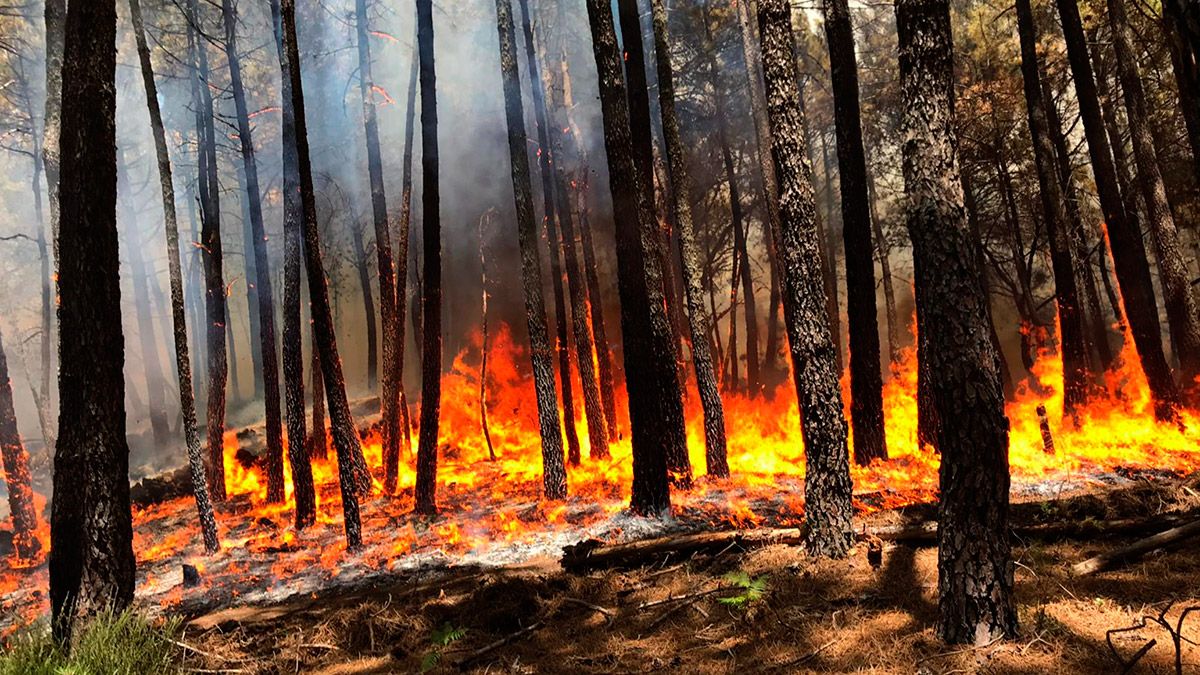 Imagen del incendio forestal de Gavilanes (Ávila). | ATBRIF