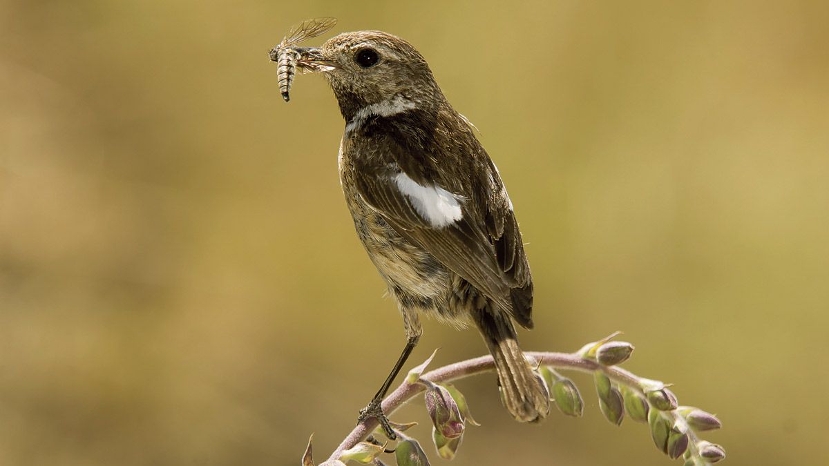 Insectívoras insaciables, cuando están alimentando a su prole capturan en vuelo con gran destreza una gran cantidad de insectos. | JAVIER VALLADARES