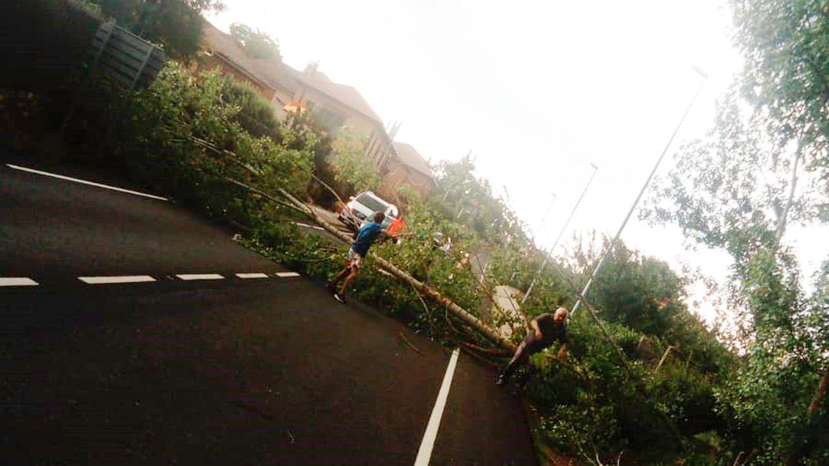 Uno de los árboles caídos en la León-Coyanzo en la tarde de este miércoles. | L.N.C.