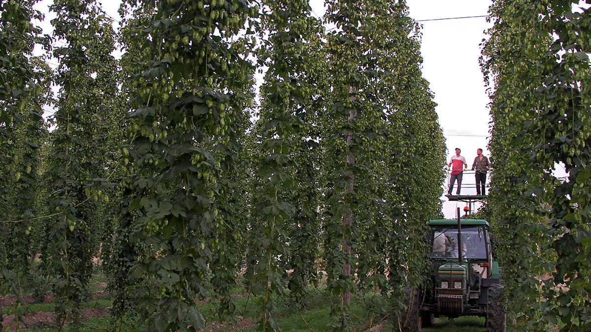 Recogida del lúpulo en Carrizo de la Ribera. | ICAL