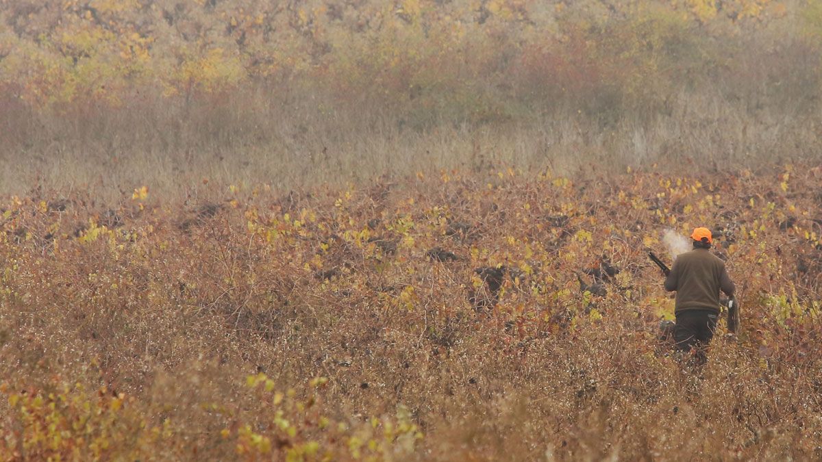 Un cazador rastrea el monte en busca de piezas por los montes del Bierzo. C.S. (ICAL)