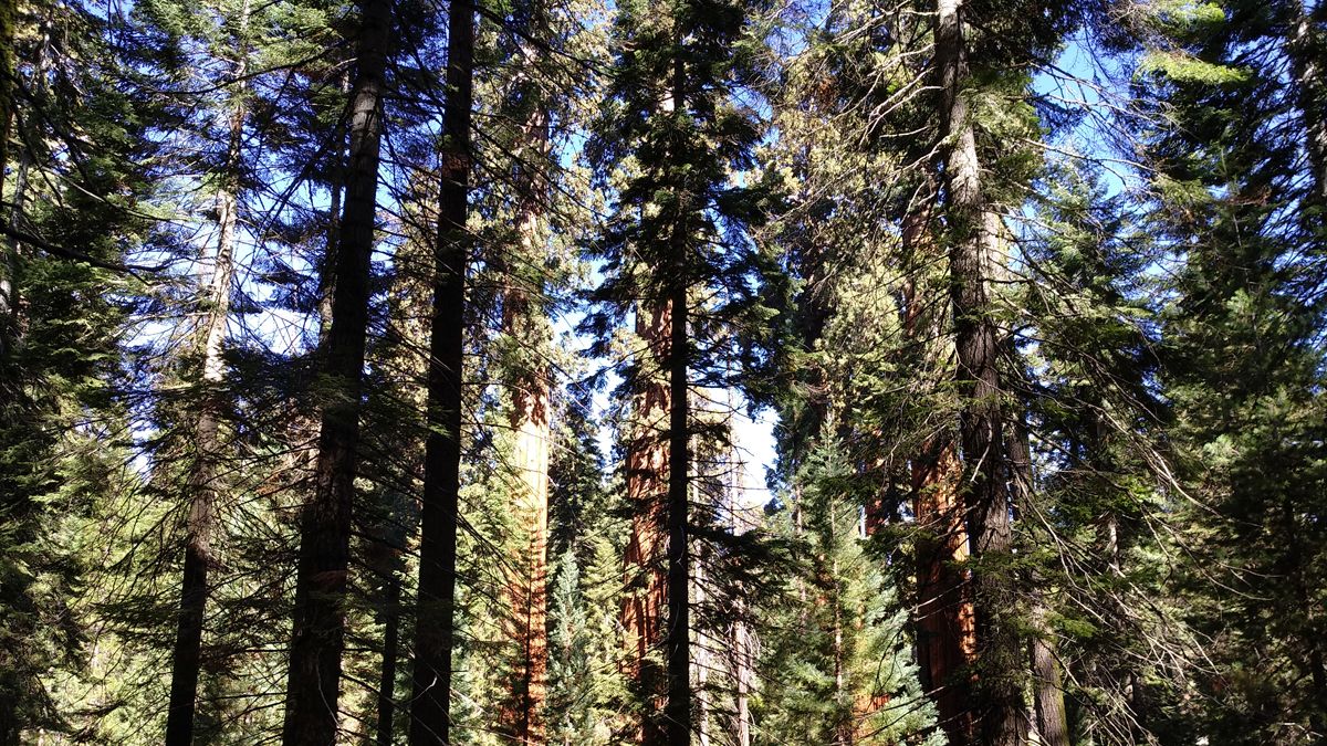 Impresionante bosque de secuoyas gigantes | Alfonso Fernández Manso