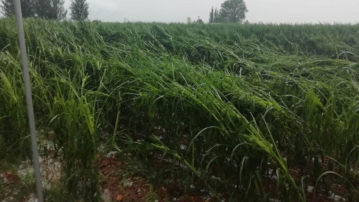 Maíces hechos trizas por el granizo en Zuares del Páramo. | L.N.C.