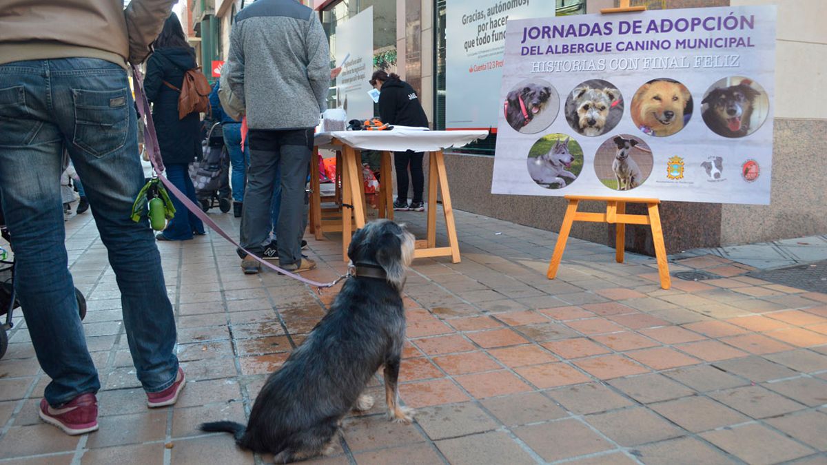 Apps para encontrar cuidadores de perros, gatos y otras mascotas, image size:1200x675
