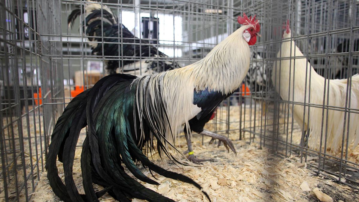 Los gallos fueron el motivo de una disputa vecinal. | ICAL Los gallos fueron el motivo de una disputa vecinal. | ICAL