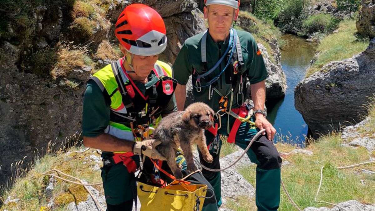 rescate-cachorros-150719.jpg
