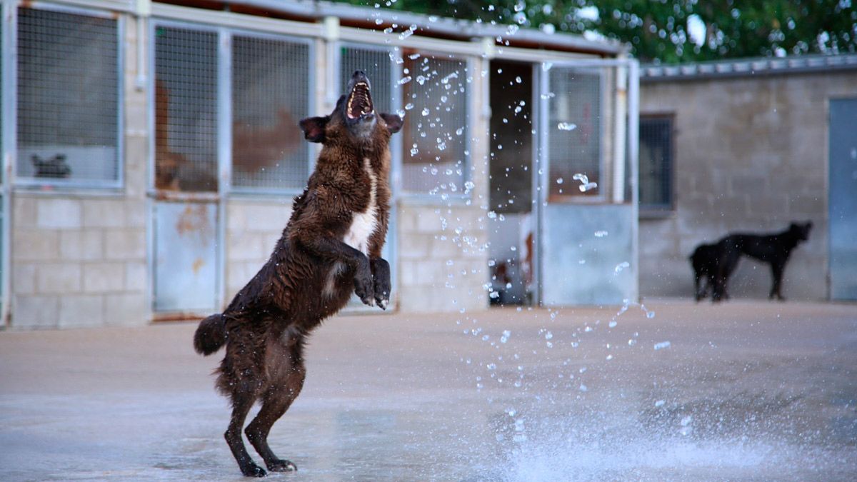 Perro jugando en la protectora de León. | APAP LEÓN