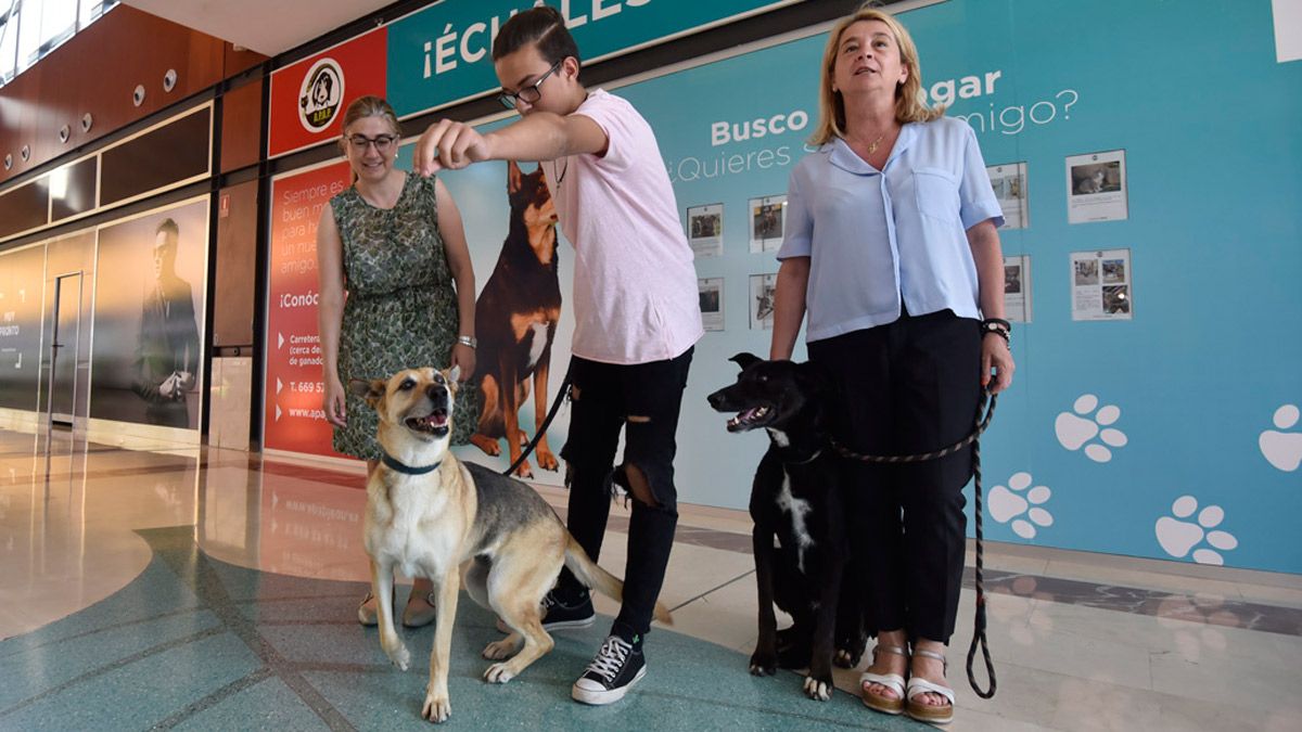 Dos de los perros de la protectora en el evento de este miércoles en el centro comercial. | SAÚL ARÉN