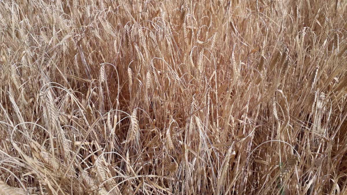 Daños causados por la sequía en el cereal. | L.N.C.