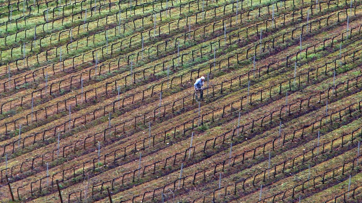 Un agricultor realiza labores de poda en viñedos. | C.S. (ICAL)