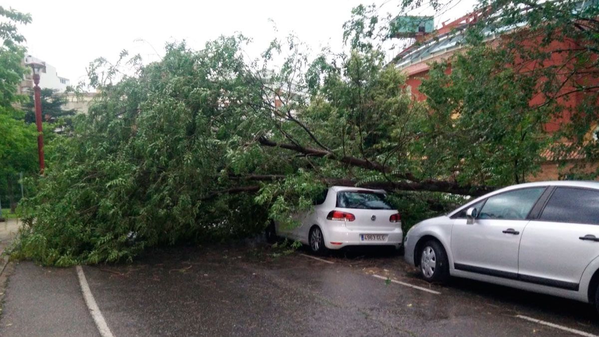 Un árbol caído en la carretera junto a la Plaza de Toros. | L.N.C.