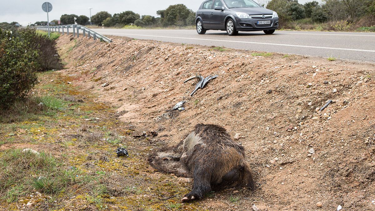 Jabalí muerto en una carretera. | ICAL