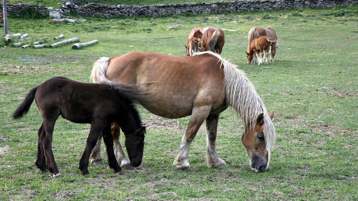 Unos caballos pastan en el Valle de Omaña. | REPORTAJE GRÁFICO: EDUARDO MARGARETO (ICAL)