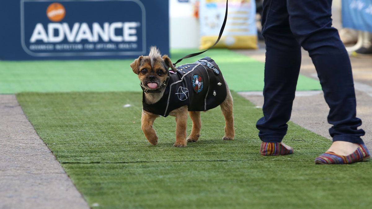 Desfile canino popular en el que participan, entre otros perros, varios ejemplares de la Protectora de Animales de León listos para ser adoptados. | REPORTAJE GRÁFICO: CARLOS S. CAMPILLO (ICAL)