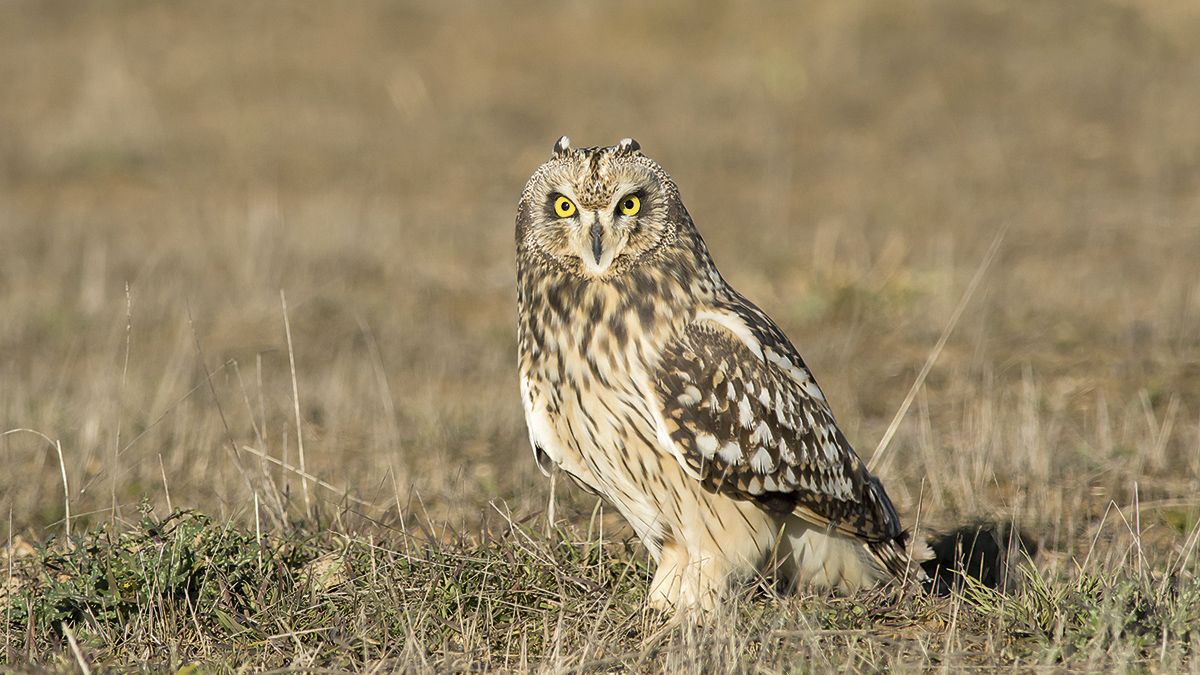 El búho campestre es el ave nocturna con más actividad diurna, lo que hace más fácil su observación. | JAVIER VALLADARES