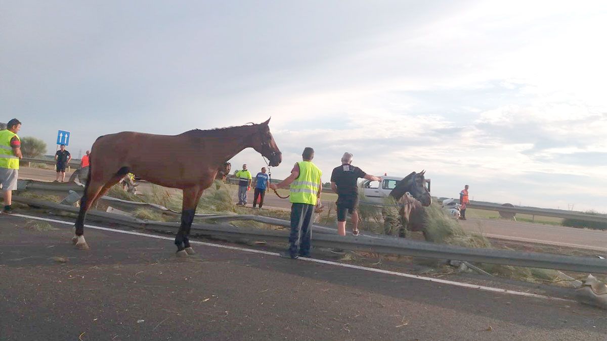 Varios de los caballos, sueltos por la carretera tras el accidente. | L.N.C.