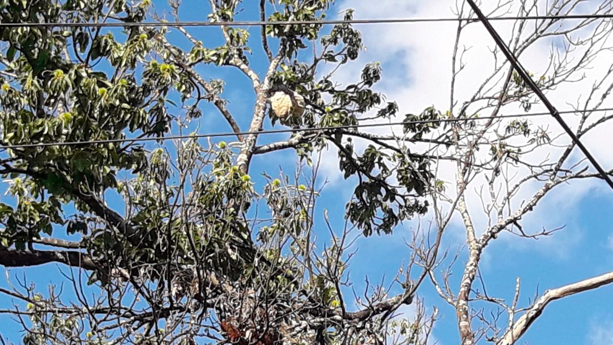 Imagen de un nido de vespa velutina aparecido en El Bierzo. | L.N.C.