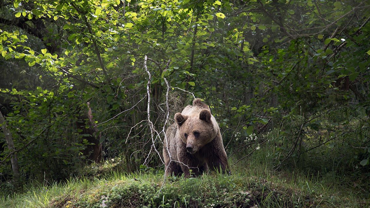 Imagen de archivo de un oso pardo cantábrico. | ICAL