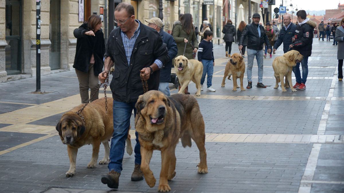 Mastines paseando por la Calle Ancha de la ciudad de León. | MAURICIO PEÑA