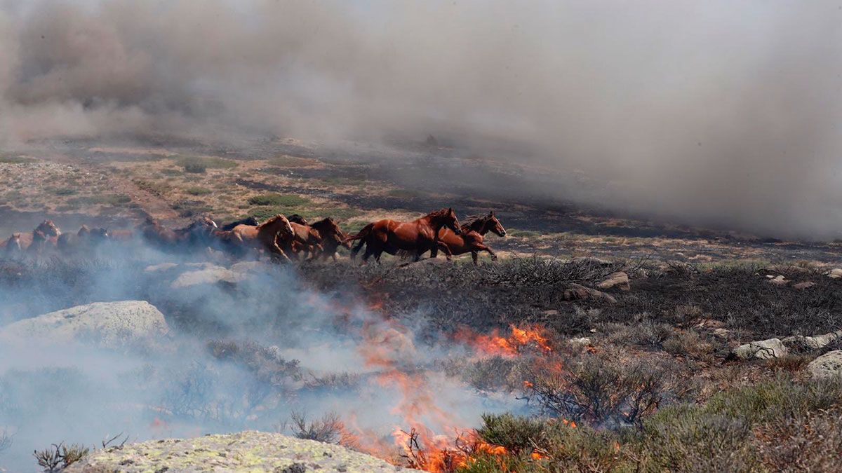 Los caballos huyen del fuego. En el vídeo, Ciro González explica cómo actuó. | EMERGENCIAS 112
