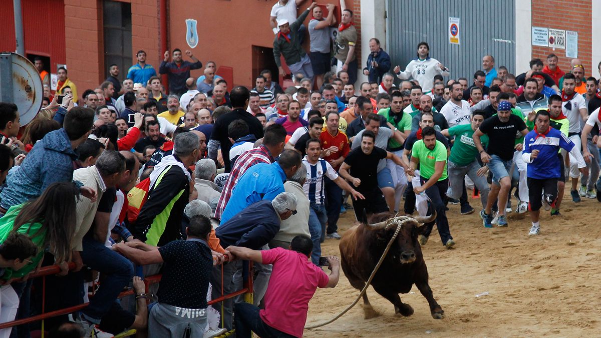 toro-enmaromado-13819.jpg toro-enmaromado-13819.jpg