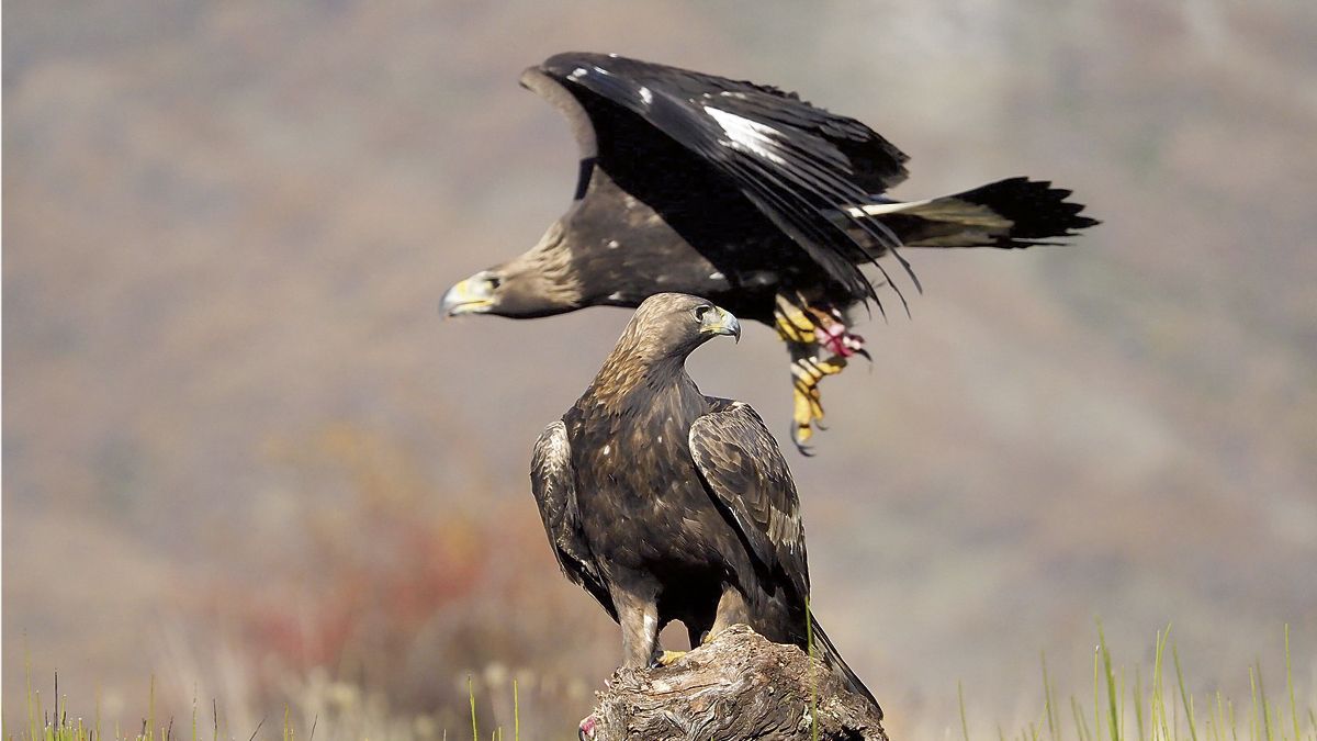 Una pareja de águilas reales. | JAVIER VALLADARES