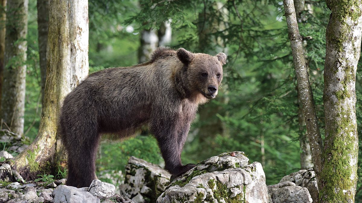 Los osos eslovenos son osos pardos al igual que los de la cordillera cantábrica. | JAVIER VALLADARES