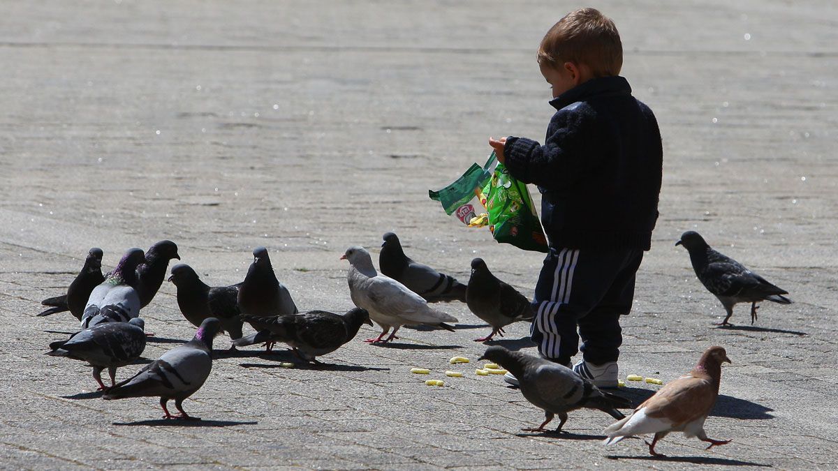 Varias palomas rodean a un niño buscando comida en una imagen de archivo en León. | ICAL