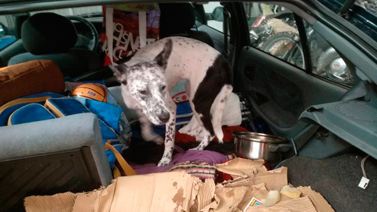 Los agentes denunciaron al particular por dejar al perro en el coche con altas temperaturas. | POLICIA MUNICIPAL