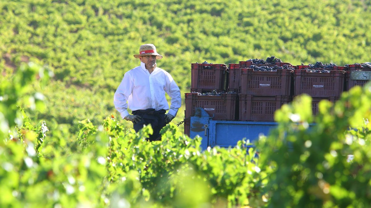 Imagen de la vendimia de 2018 en la Denominación de Origen Bierzo. | César Sánchez (Ical)