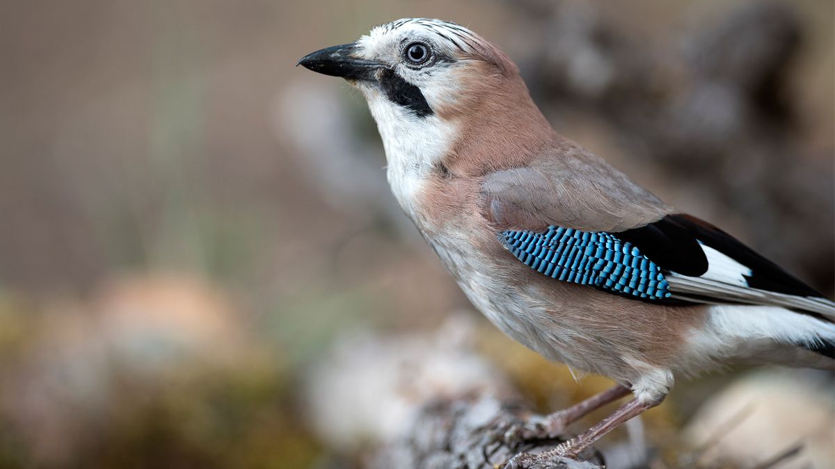 El arrendajo es temido por los fotógrafos de naturaleza ya que se encarga de avisar con sus graznidos de que hay intrusos en las proximidades. | JAVIER VALLADARES