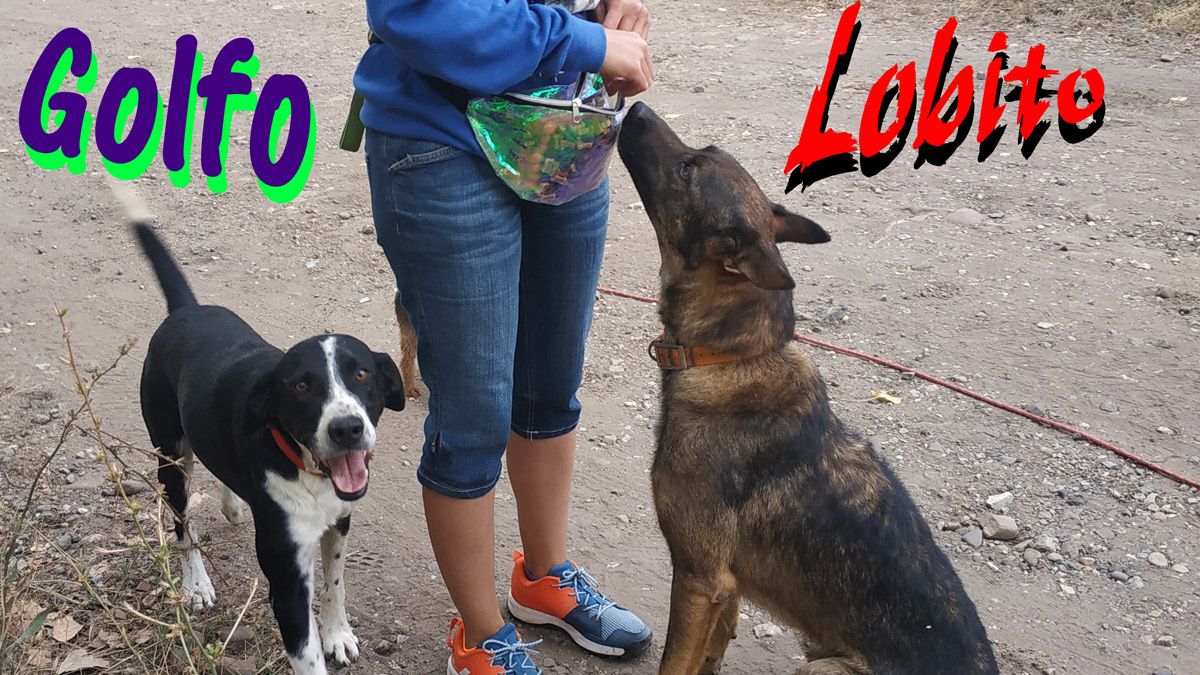 Golfo y Lobito, actualmente en busca de adopción. | THE WALKING DOG