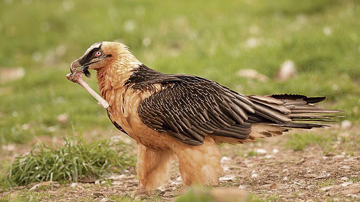 El quebrantahuesos es la mayor ave carroñera de la península. | JAVIER VALLADARES
