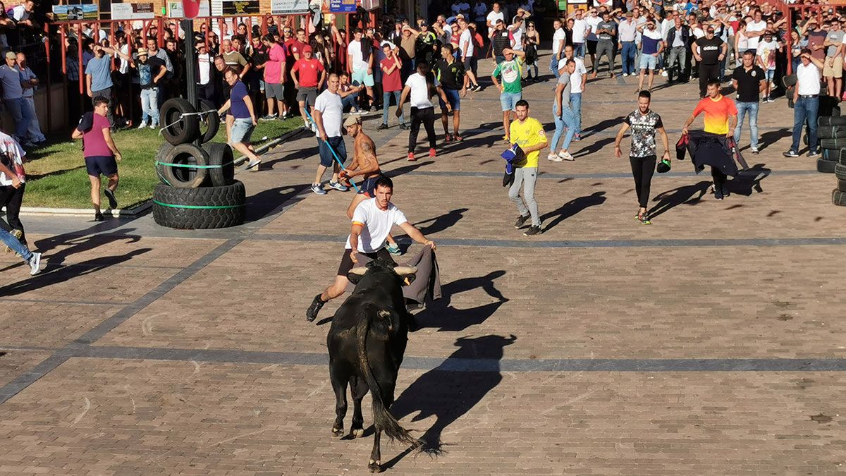 Un momento de la suelta de uno de los toros de cajón este sábado en el centro de la localidad valderense. | T.G.
