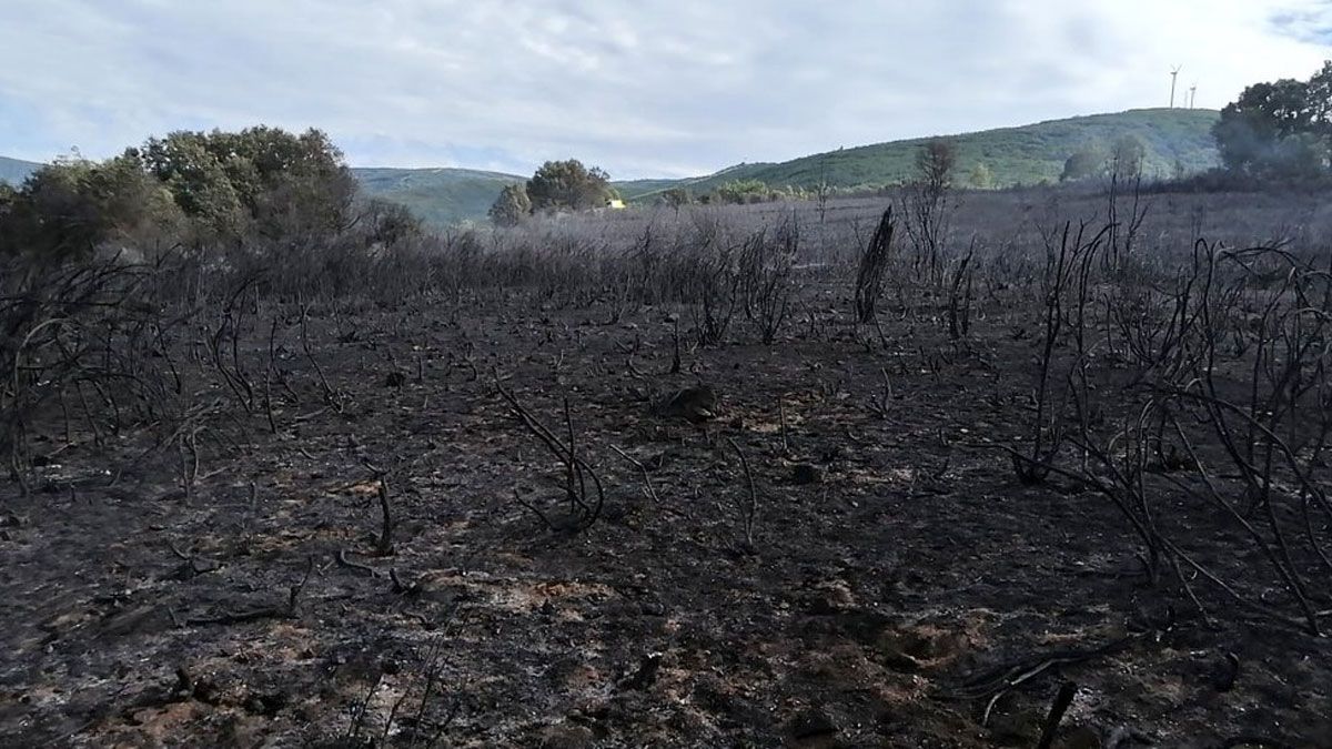 Imagen de la superficie quemada en Santa Marina de Torre en las pasadas horas, aún por contabilizar. | BRIF TABUYO