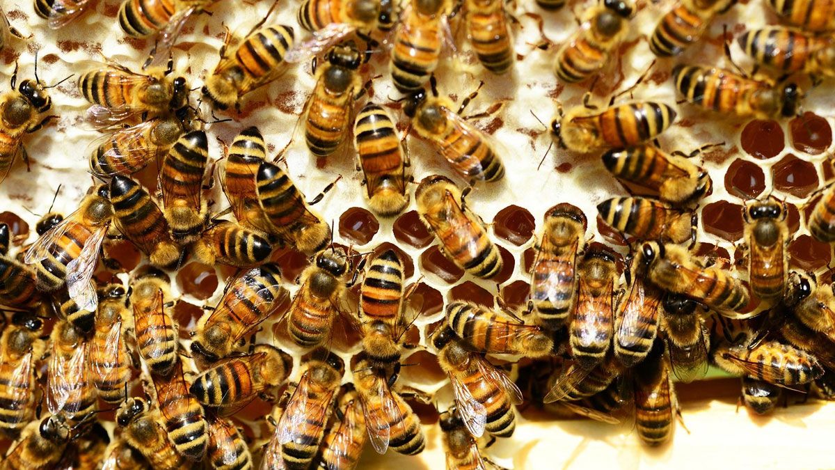 Abejas en una colmena. | L.N.C.