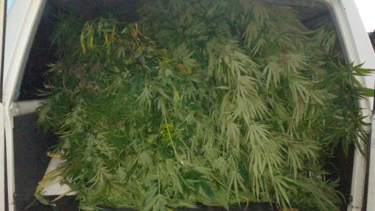 Imagen de las plantas incautadas por los agentes. | P.M.