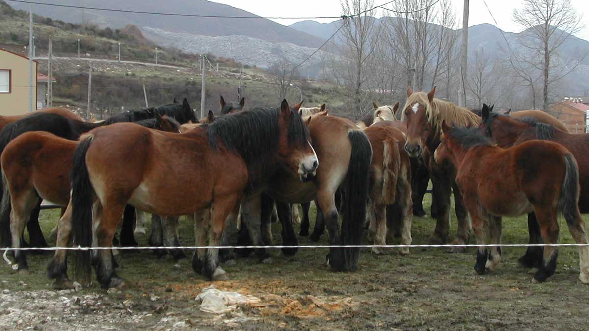 El ganado equino es el que suele registrar mayor participación. | A. HURTADO