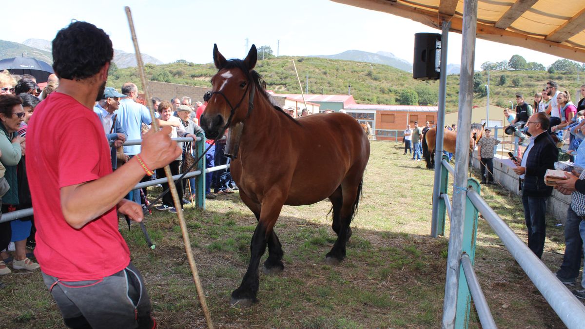 El ganado equino suele ser el más habitual en el concurso de Puebla de Lillo. | ALFREDO HURTADO