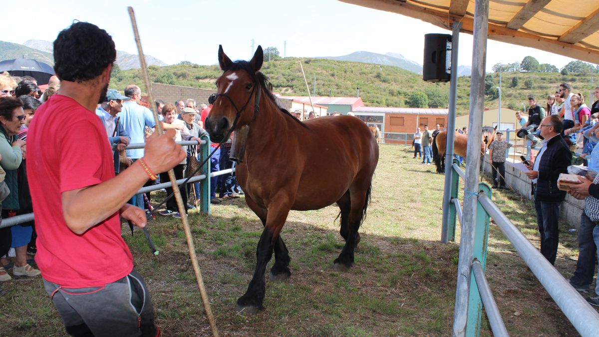 El ganado equino suele ser el más habitual en el concurso de Puebla de Lillo. | ALFREDO HURTADO El ganado equino suele ser el más habitual en el concurso de Puebla de Lillo. | ALFREDO HURTADO
