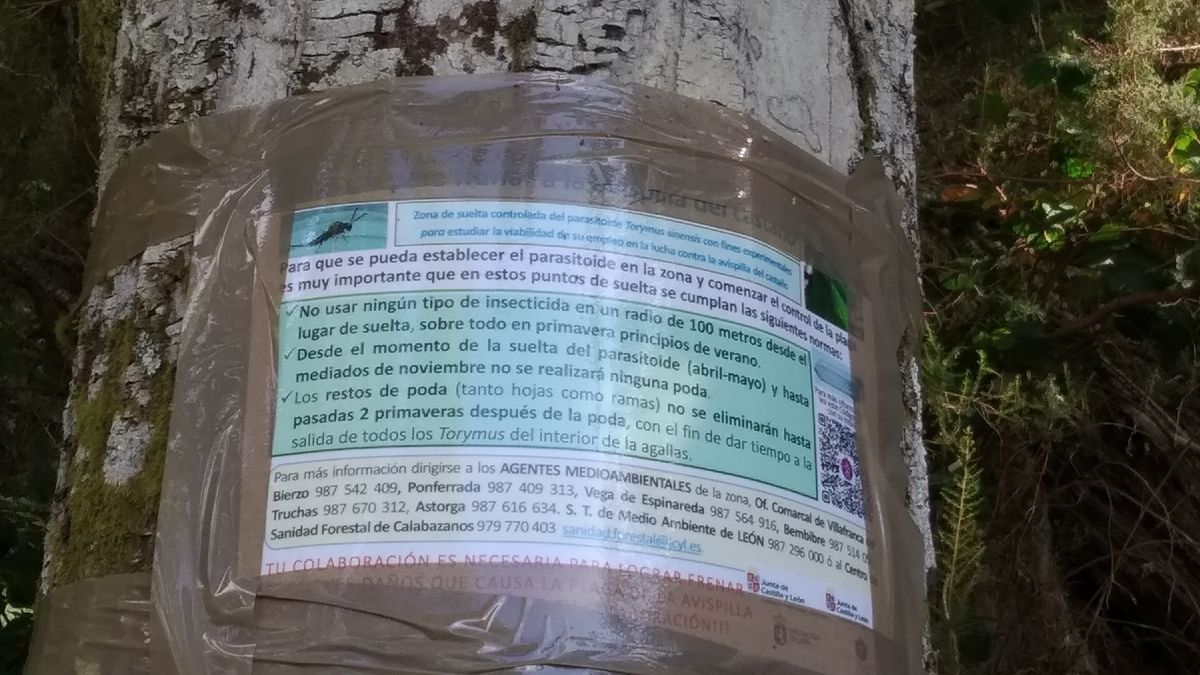 Avisos de la suelta del Torymus en algunos árboles de Balboa. | M.I. Avisos de la suelta del Torymus en algunos árboles de Balboa. | M.I.
